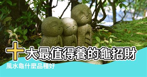 招財龜品種|【招財龜品種】快來吸金！招財龜品種大全：十大最值得養的龜，。